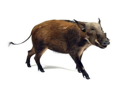 Western bushpig (Potamochoerus

porcus koiropotamus)...
