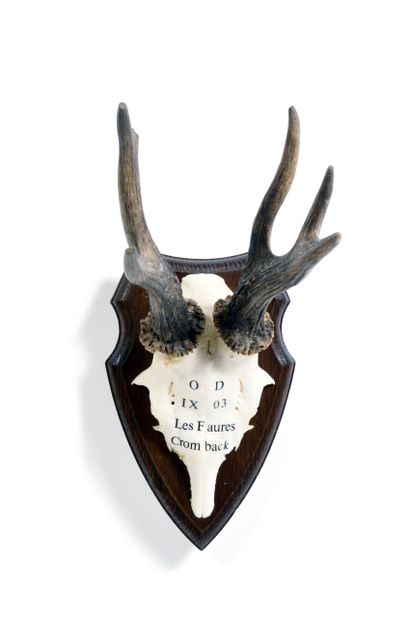 Set of 10 European roe deer (Capreolus capreolus)...