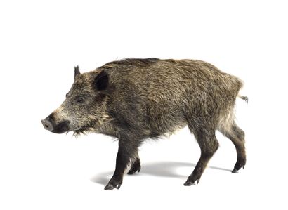 European wild boar (Sus scrofa) (CH) :

naturalized...