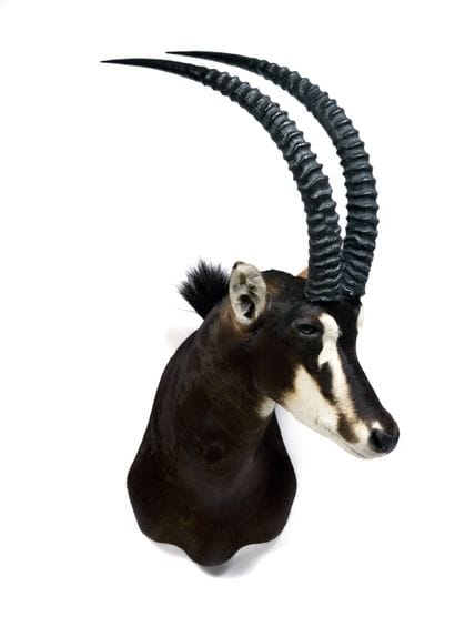 Black Hipotragus (Hippotragus niger)

(CH):

head...