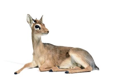 Kirk's Dik-dik (Rynchotragus

kirkii) (CH):

whole...