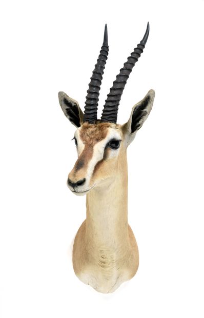 Thomson's gazelle (Gazella

thomsoni) (CH)...
