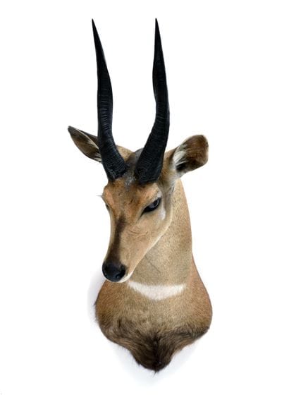 Silvatic guib (Tragelaphus scriptus

sylvaticus)...