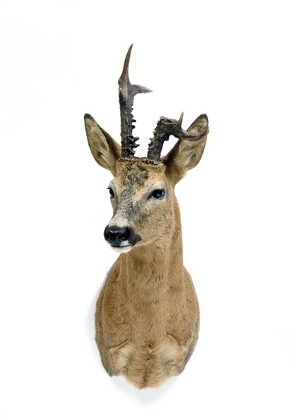 European roe deer (Capreolus capreolus) (CH):

cape...