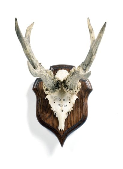 Set of 10 European roe deer (Capreolus capreolus)...
