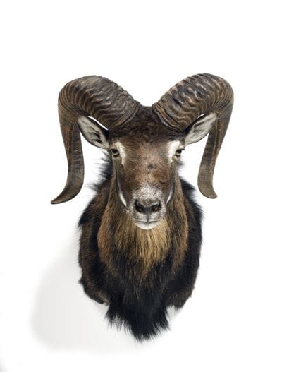 Corsican sheep (Ovis gmelinii musimon) (CH):

head...
