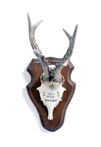 Set of 10 European roe deer (Capreolus capreolus)...
