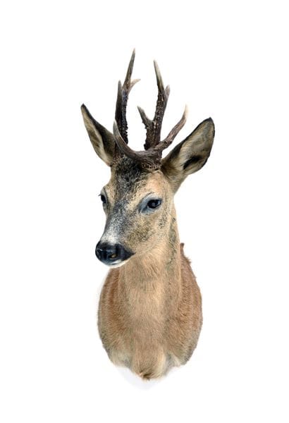 European roe deer (Capreolus capreolus) (CH)...