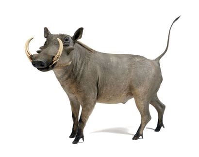 African Warthog (Phacochoerus

aethiopicus)...