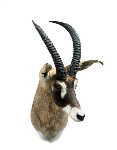 Rouan Hippotrague (Hippotragus

equinus)...