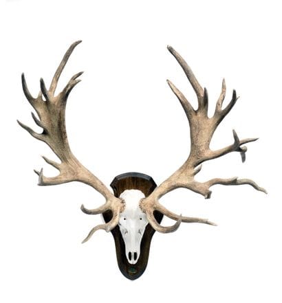 Red deer (Cervus elaphus) (CH) :

beautiful...