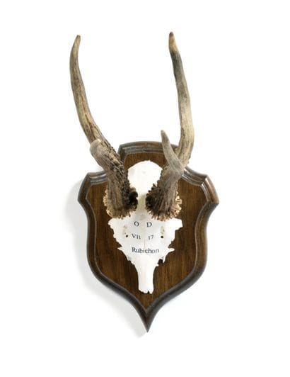 Set of 10 European roe deer (Capreolus capreolus)...