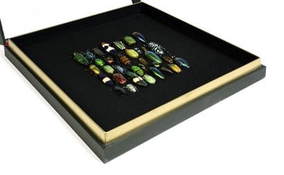 A set of exotic beetle specimens presented...