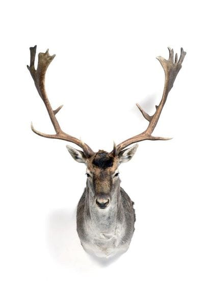 Fallow deer (Dama dama) (CH):

head in cape...