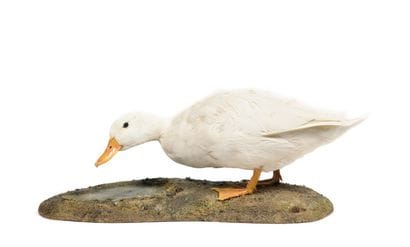 Mallard (Anas

platyrhynchos) (D) :

Naturalized...