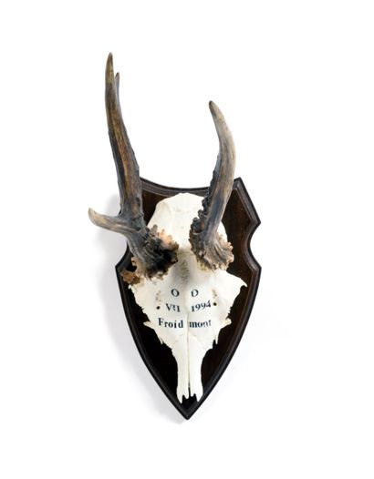 Set of 10 European roe deer (Capreolus capreolus)...