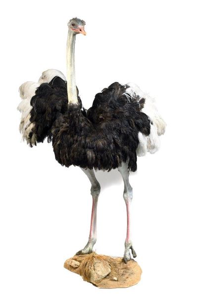 Ostrich (Struthio camelus) (NR) : beautiful

naturalized...