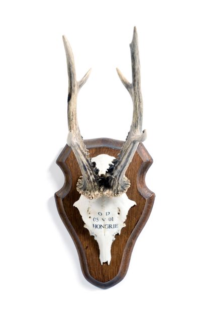 Set of 10 European roe deer (Capreolus capreolus)...