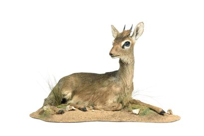 Kirk's Dik-dik (Rynchotragus

kirkii) (CH):

naturalized...