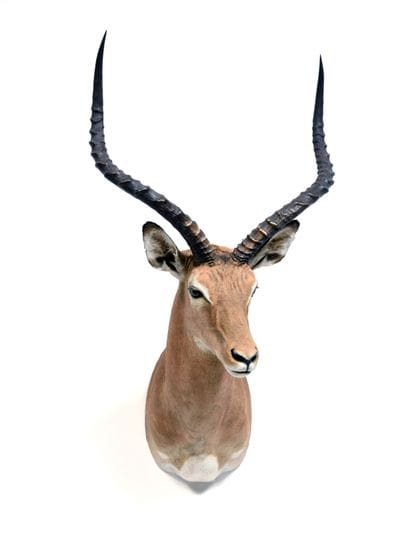 Impala (Aepyceros melampus) (CH):

cape head,...