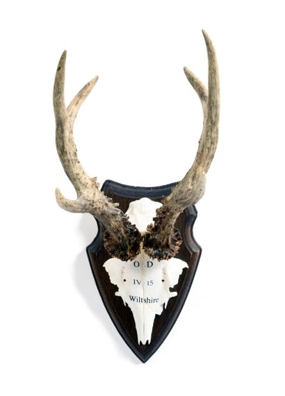 Set of 10 European roe deer (Capreolus capreolus)...