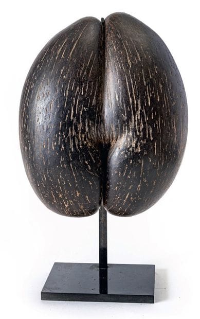 Coco-fesse or Coco de mer (Lodoicea maldivica)...