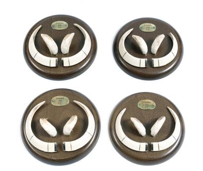 Set of 4 pairs of stoneware and tusks of...