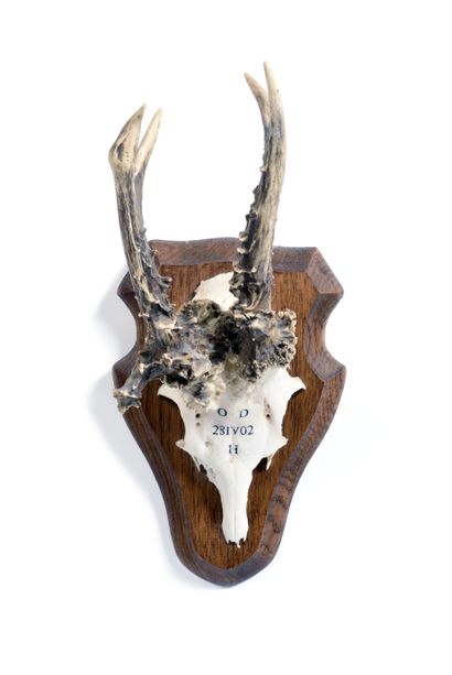 Set of 10 European roe deer (Capreolus capreolus)...