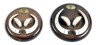 Set of 2 pairs of sandstone and tusks of...