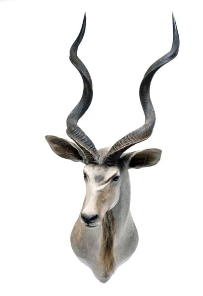 Greater kudu (Tragelaphus

strepsiceros)...