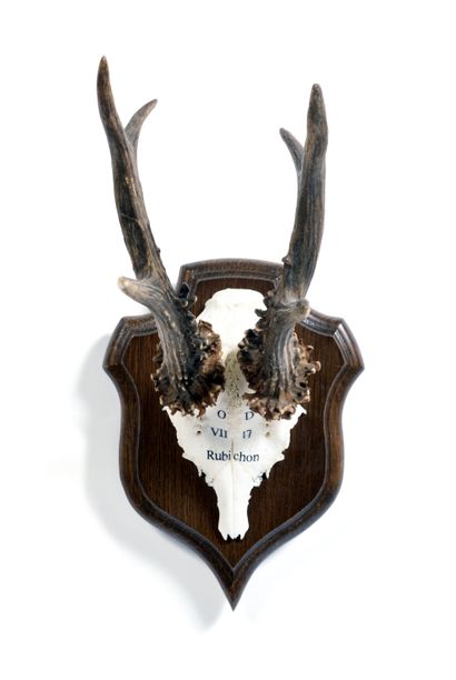 Set of 10 European roe deer (Capreolus capreolus)...