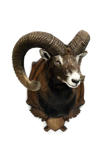 Corsican sheep (Ovis gmelinii musimon) (CH)...
