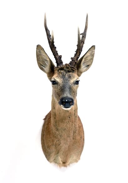 European roe deer (Capreolus capreolus) (CH)...