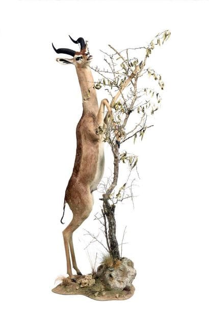 Waller's or Gerenuk's Gazelle (Littocranius...
