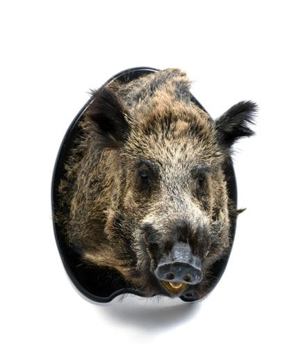 European wild boar (Sus scrofa) (CH) :

naturalized...