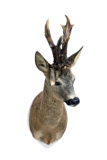 European roe deer (Capreolus capreolus) (CH)...