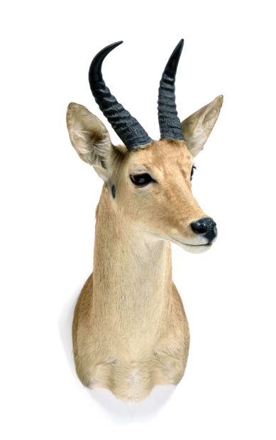 Redunca nagor (Redunca redunca)

(CH) : head...