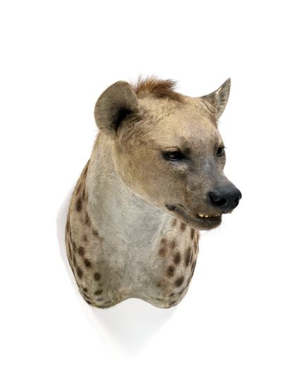 Spotted Hyena (Crocuta crocuta) (CH):

magnificent...