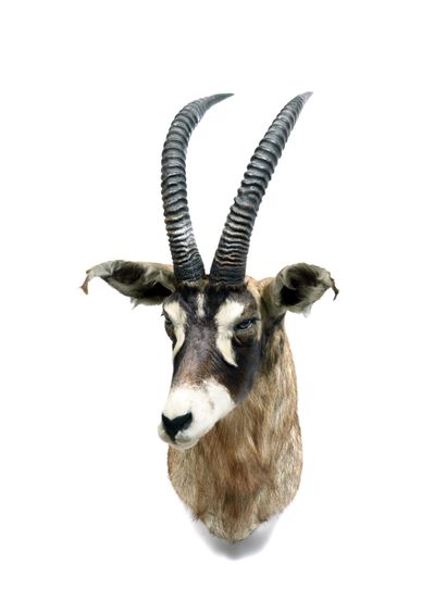 Rouan Hippotrague (Hippotragus

equinus)...