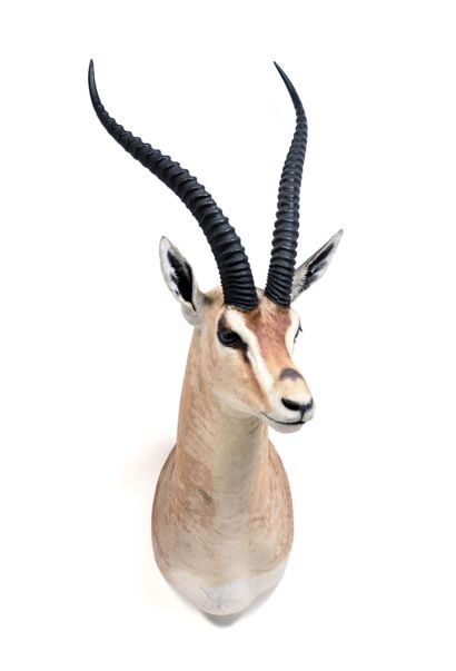 Grant's Gazelle (Gazella granti) (CH):

Cape...