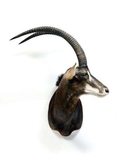Black Hippotragus (Hippotragus niger)

(CH)...