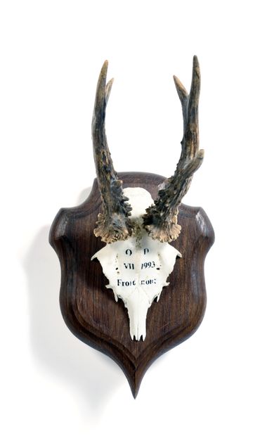 Set of 10 European roe deer (Capreolus capreolus)...