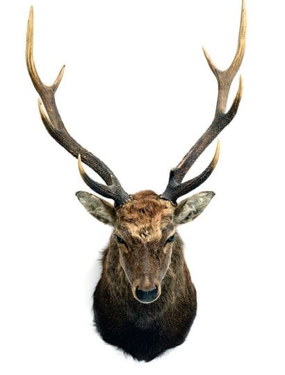 Sika deer (Cervus nippon) (CH):

head in...