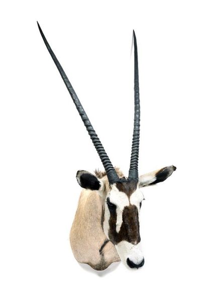 Oryx Gemsbok (Oryx gazella gazella)

(CH):

beautiful...