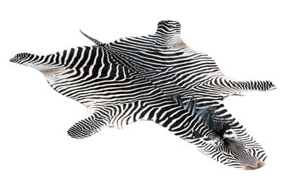 Burchell's zebra (Equus burchelli) (NR) :

specimen...