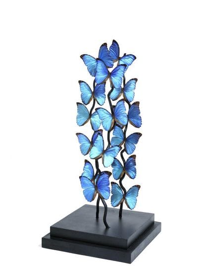 Beautiful presentation under glass

showing...