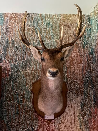 Deer head in cape