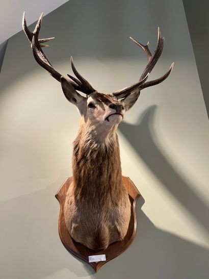 Deer head in cape on crest