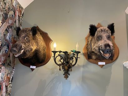 Four boars, heads in cape

H: 80 cm appr...