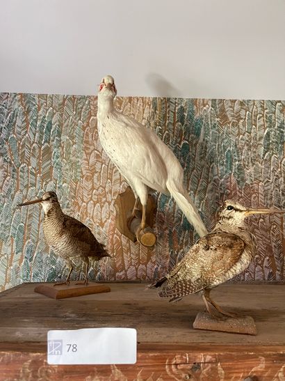 Two partridges and one naturalized white...